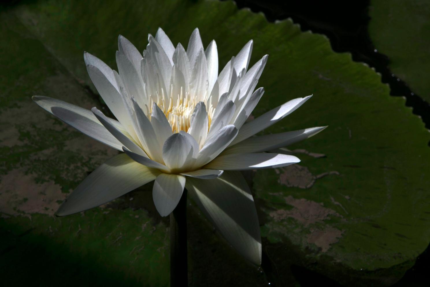 Grupo de empleados practicando yoga en oficina moderna